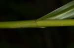 Leafy bulrush